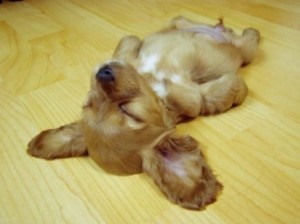a-sleeping-dog_